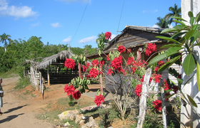 Piñar del Rio