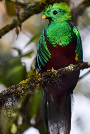 Männlicher Quetzal, Jungtier