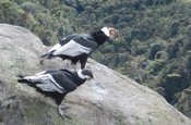 Andengeier im Nationalpark Puracé Kolumbien