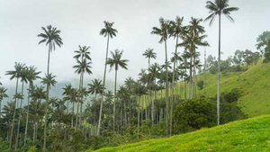 Palmen in Kolumbien