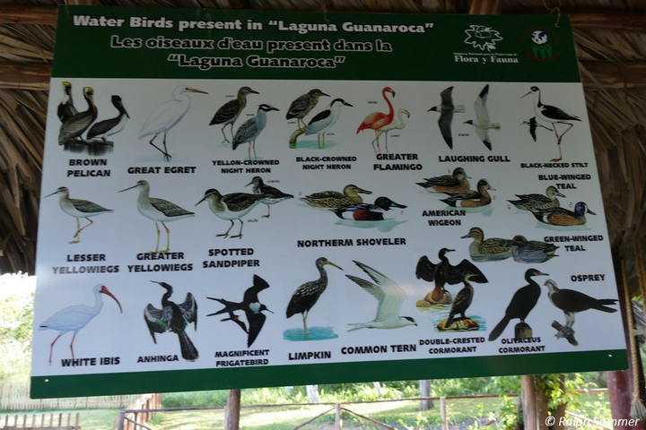Plakat Wasservögel Naturreservat Guanaroca