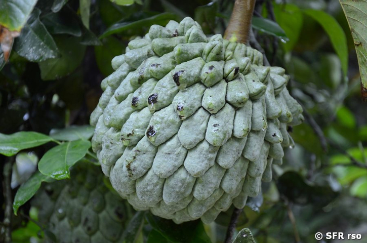 Frucht Cherimoya (Annonna cherimola)