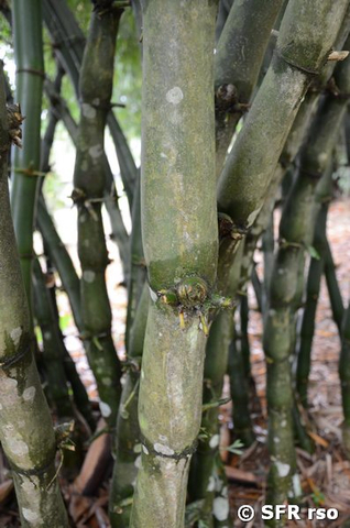 Ausgewachsener Bambus