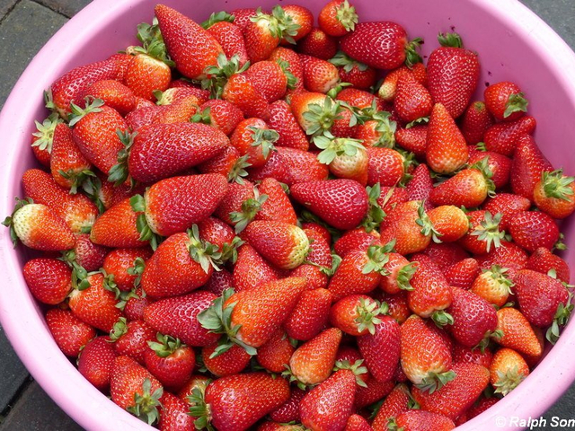 Erdbeeren auf dem Markt in Sangolqui