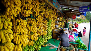San Pedro Sula Bananenstand