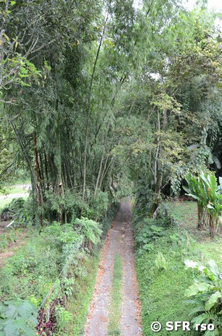 Guadua-Bambus im Bambuscenter in Calarcá