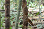 Junge Bambusschote