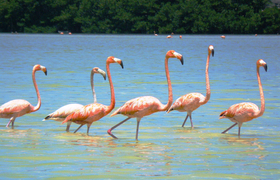 Flamingos in Celestun