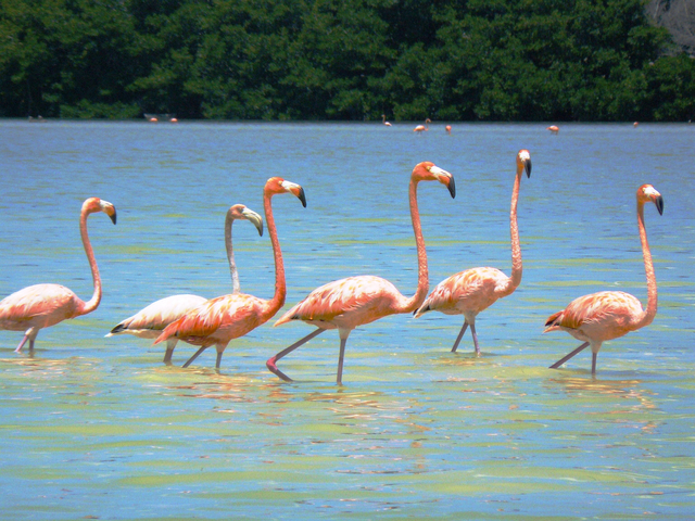 Flamingos in Celestun