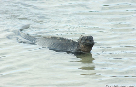 Schwimmende Meerechse am Turtle Bay, Galapagos