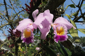 Cattleya Blüten in San Agustín
