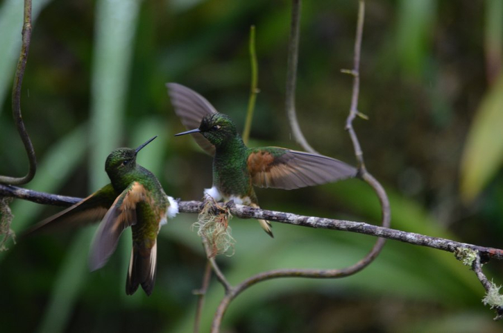 Fahlschwanzkolibri am Rio Blanco Kolumbien