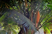 Cycas revoluta auf Palmfarm