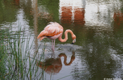 kubanischer Flamingo