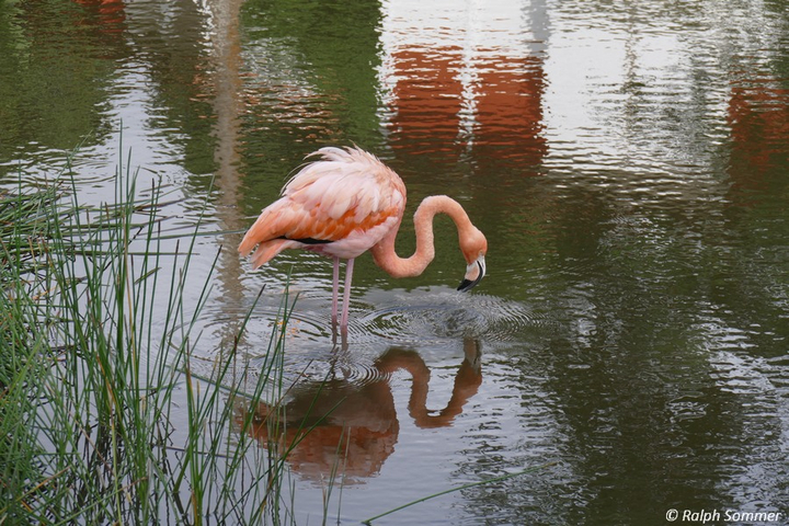 kubanischer Flamingo
