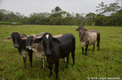 Criollo Vieh auf der Weide