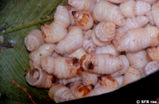Rüsselkäferlarven (Chontacuro)