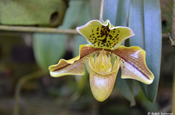 Frauenschuh Orchidee (Cypripedium)