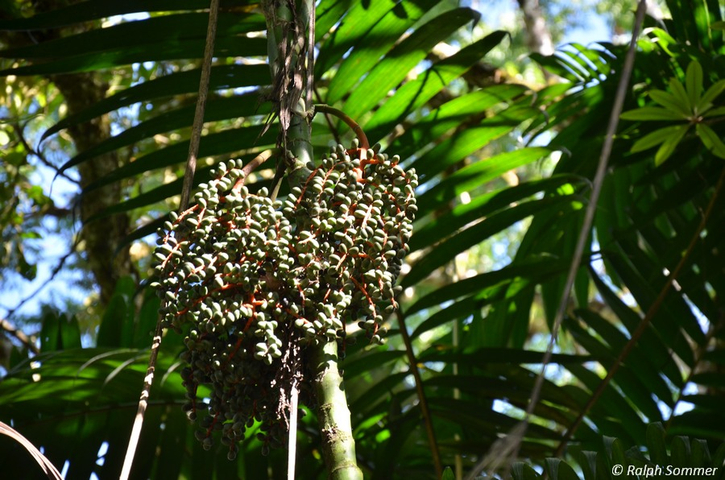 Palmfrüchte in Vivero Verapaz