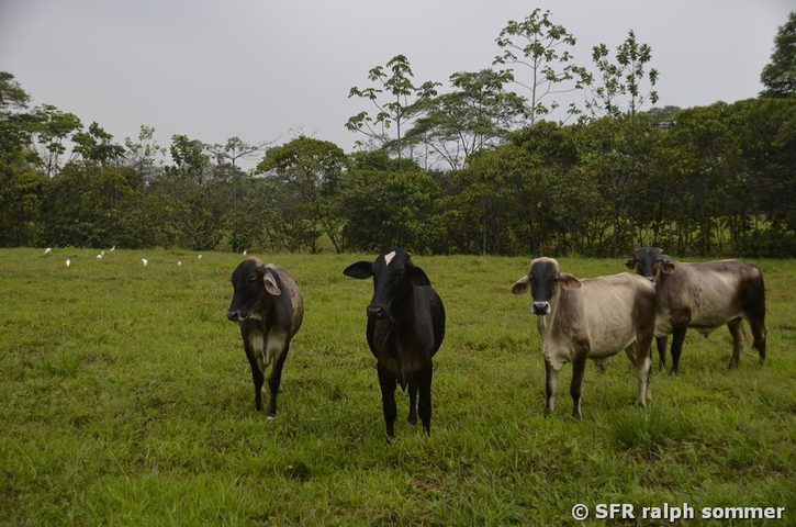 Criollo Rinder auf der Weide
