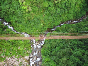 Hängebrücke über dem Nebelwald