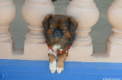 Chihuahua Hund Viñales auf Kuba
