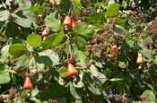 Cashew Früchte am Baum