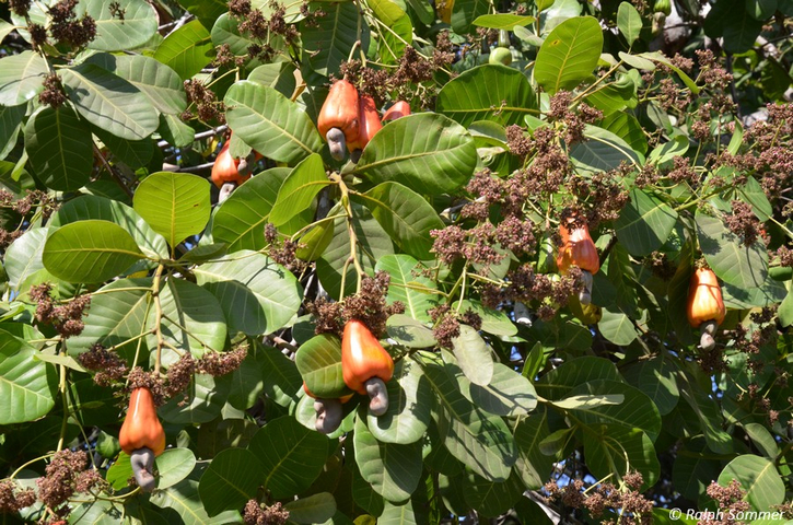 Cashew Früchte am Baum