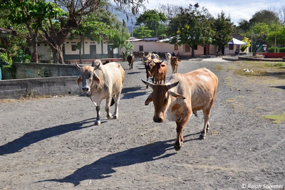 Kühe im Dorf