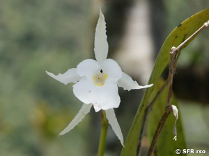Orchidee
