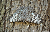 Schmetterling Pale Cracker auf Ometepe