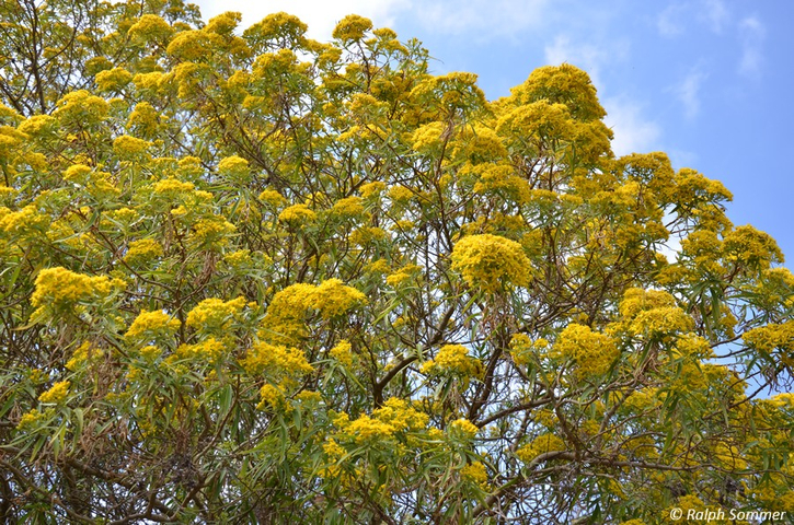 Gelbe Blüte beim Atitlán-See