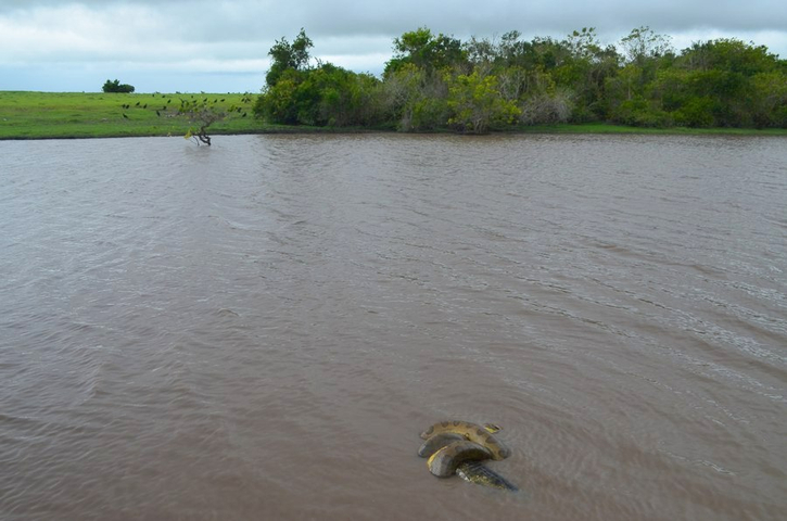 Anakonda mit Kaiman in Casanare