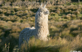 Vicuña