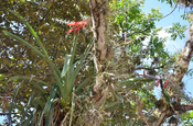 Bromelie am Baum in Copán