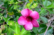 Pinkfarbene Allamanda (Apocynaceae)