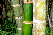 Junger Bambus, grün-grauer Bambus (reif)