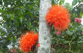 Brownea Cruz Caspi Blüte