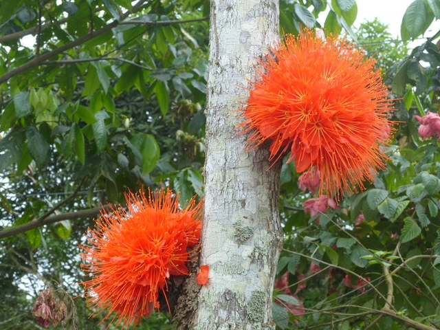 Brownea Cruz Caspi Blüte