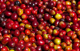 Kaffeekirschen
