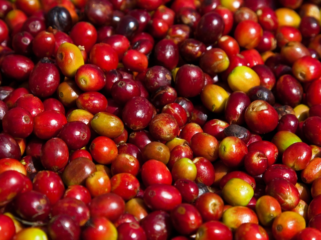 Kaffeekirschen