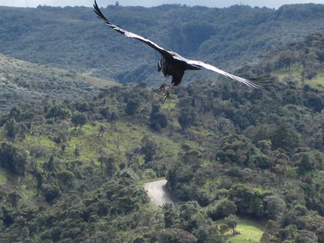 Andengeier im Flug im Nationalpark Puracé