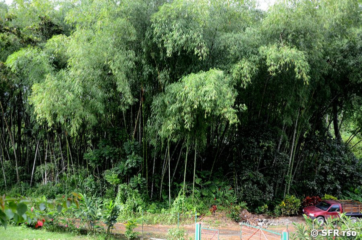 Bambus Pflanzung