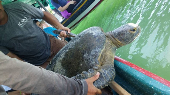 Meereschschildkrötenschutzprogramm El Salvador