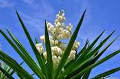 Zier-Yucca Blüte