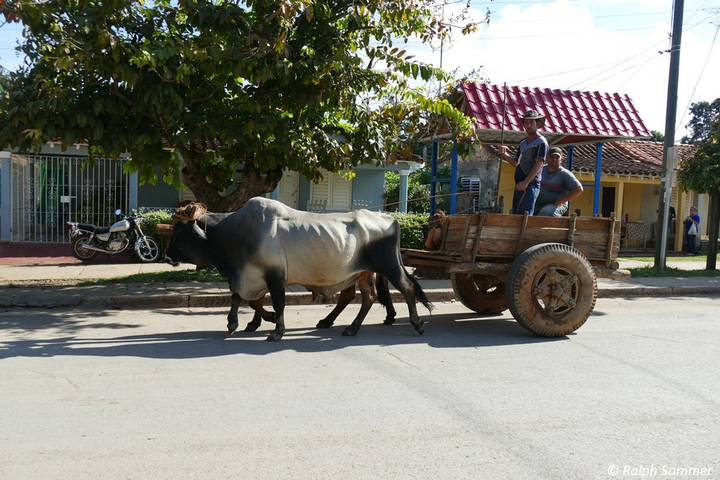 Transport bei Ochsenkarren in Viñales auf Kuba