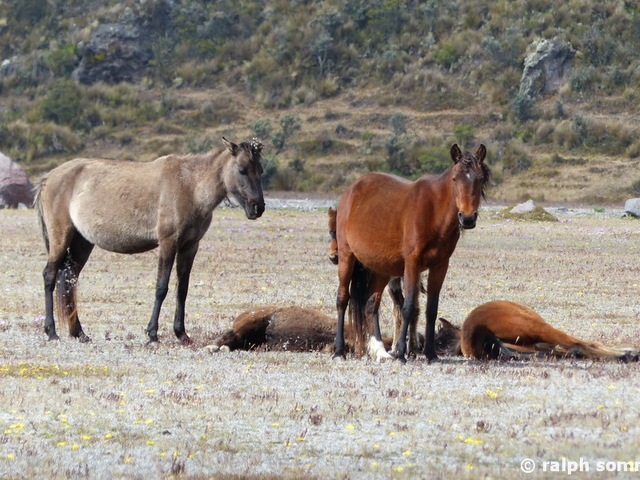 Wildpferde am Cotopaxi