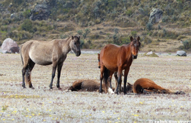Wildpferde am Cotopaxi
