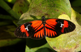 Danaus Schmetterling Ecuador