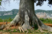 Riesenwurzeln Heiliger Kapokbaum